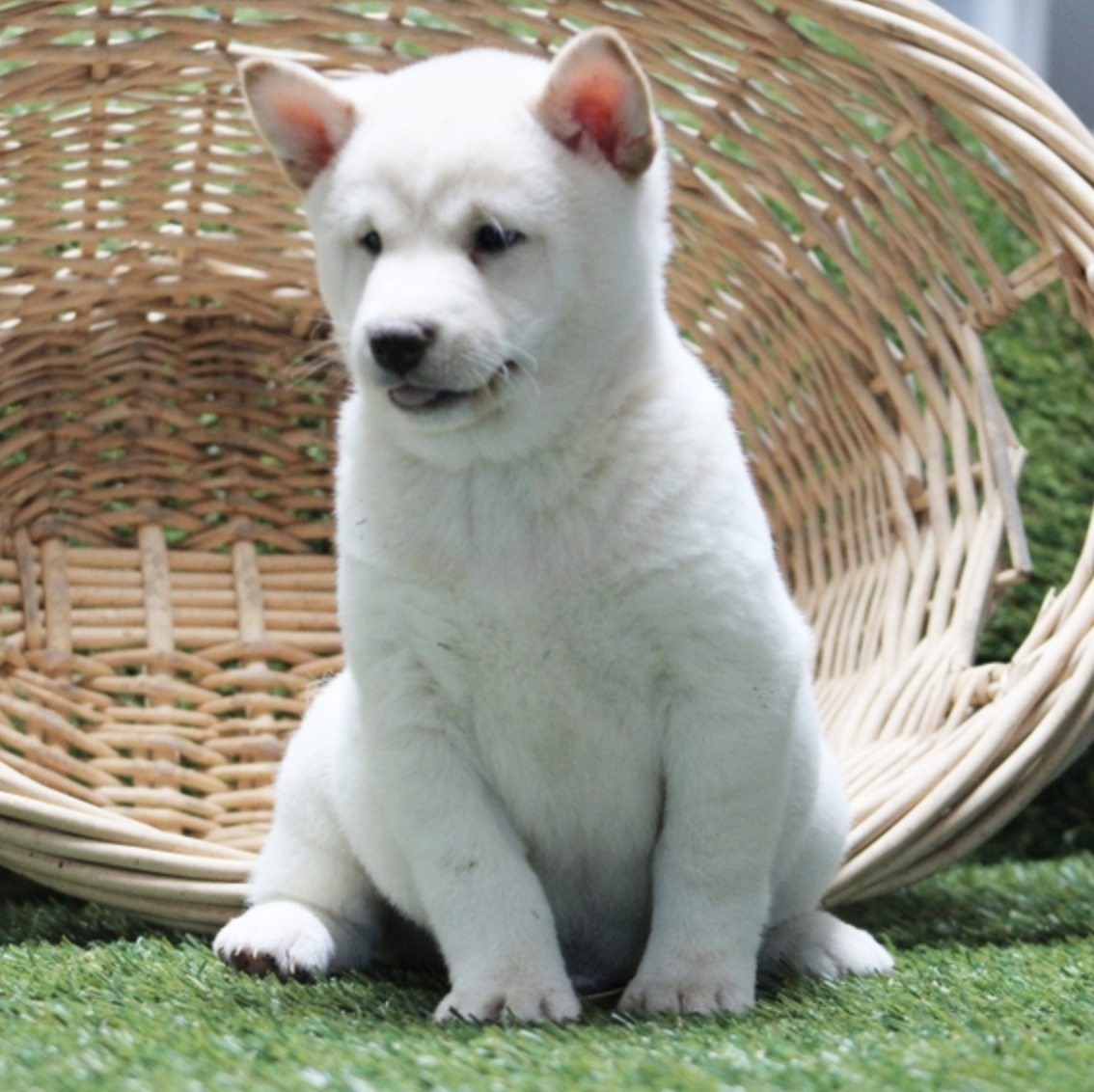 comprar cachorros sanos, baratos y asequibles para la venta